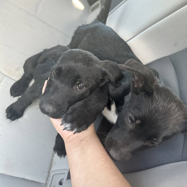 Kiara and Nala