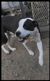 adoptable Dog in  named Oreo