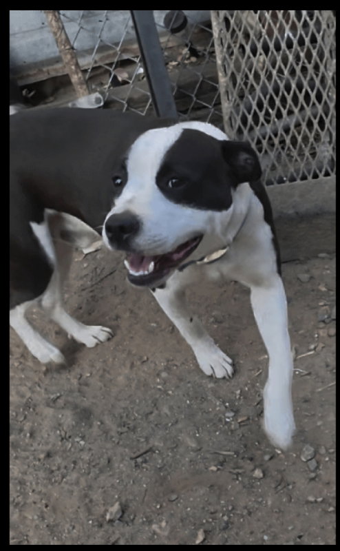 picture of the dog needing adoption