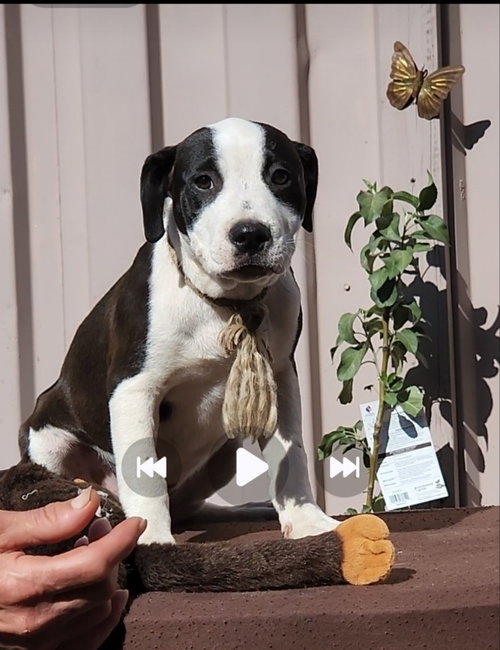 OREO - Pit Bull Terrier / Labrador Retriever available for adoption