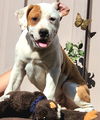 adoptable Dog in  named olly