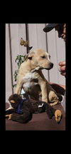 adoptable Dog in  named Dixy