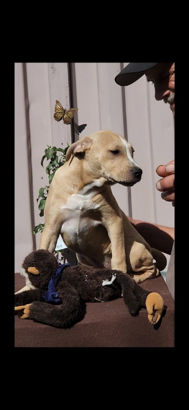 picture of the dog needing adoption