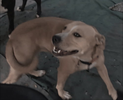 picture of the dog needing adoption
