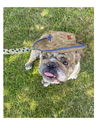 adoptable Dog in  named Wrigley James