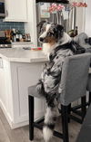 adoptable Dog in  named Ranger