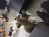 Zeus - Photo 4
