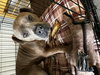 Zeus - Photo 2