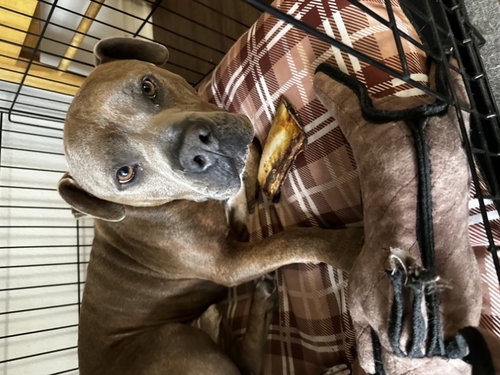 ZEUS - American Staffordshire Terrier available for adoption