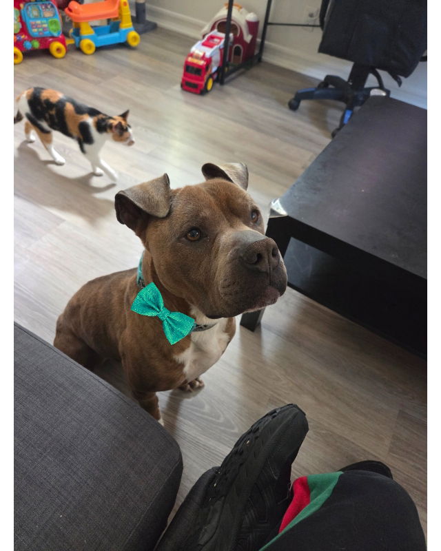adoptable Dog in San Diego, CA named Zeus
