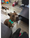 adoptable Dog in  named Zeus