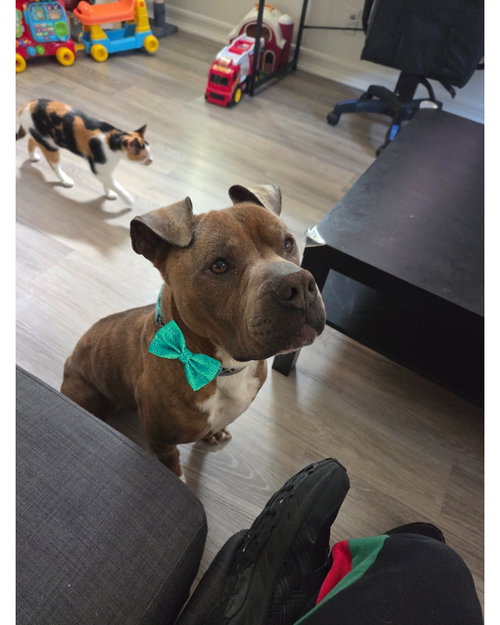 picture of the dog needing adoption
