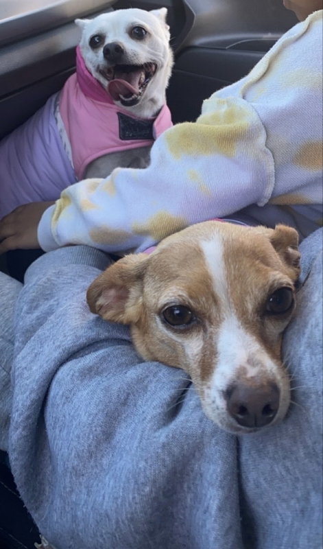 MIA - Chihuahua available for adoption