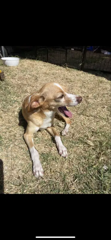 Mia - Chihuahua