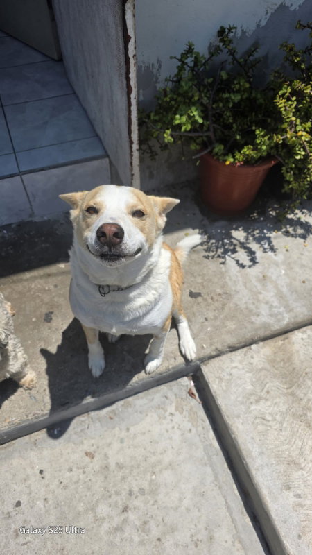 HUSKI - Corgi / Cattle Dog available for adoption