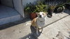 Huski - Photo 3
