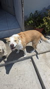 Huski - Photo 4