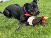 Biscuit - Photo 1
