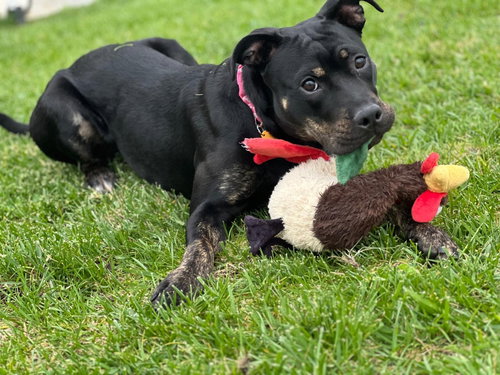 BISCUIT - American Staffordshire Terrier / American Pit Bull Terrier available for adoption