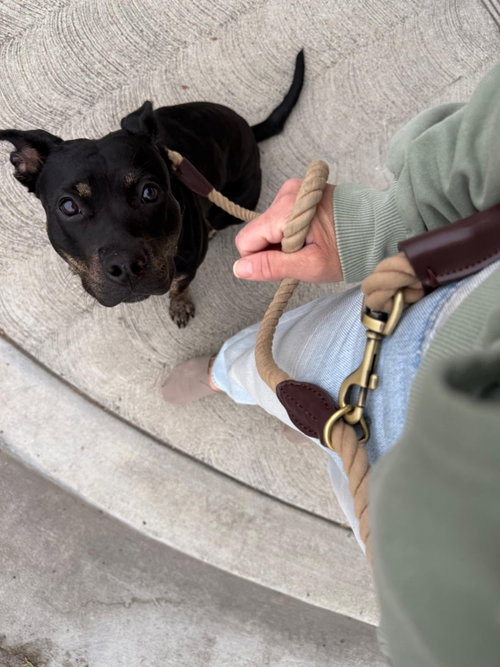 BISCUIT - American Staffordshire Terrier / American Pit Bull Terrier available for adoption