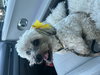 Chiquita - Photo 4