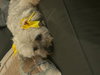 Chiquita - Photo 3