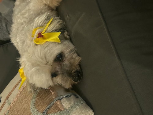 Chiquita photo 3