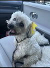 Chiquita - Photo 1