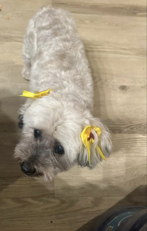 CHIQUITA - Poodle (Miniature) / Miniature Schnauzer available for adoption