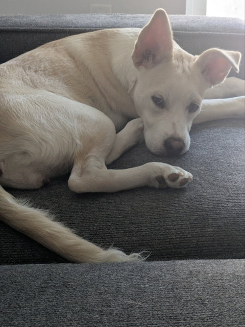 AKARI - Husky / American Staffordshire Terrier available for adoption
