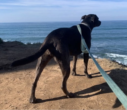 KIMA - Labrador Retriever / Catahoula Leopard Dog available for adoption