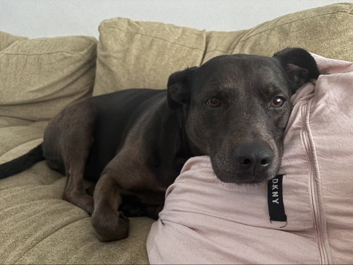 picture of the dog needing adoption