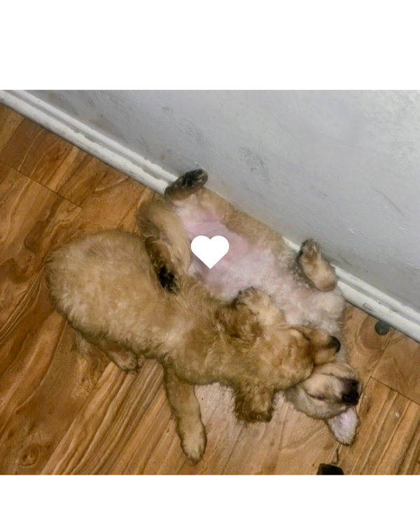 Milo & Otis