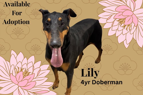 picture of the dog needing adoption