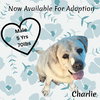 Charlie - Photo 1