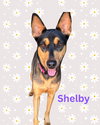 Shelby - Photo 1