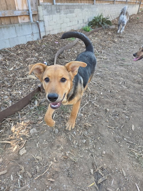 MOLLY - Shepherd available for adoption