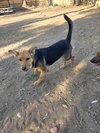 Molly - Photo 3