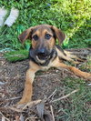 Dexter - Photo 1