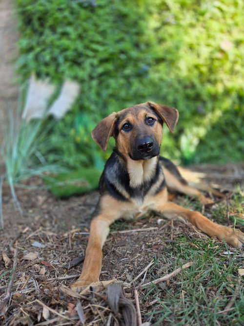 DEXTER - Shepherd available for adoption