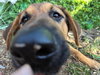 Dexter - Photo 3