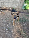Dexter - Photo 4