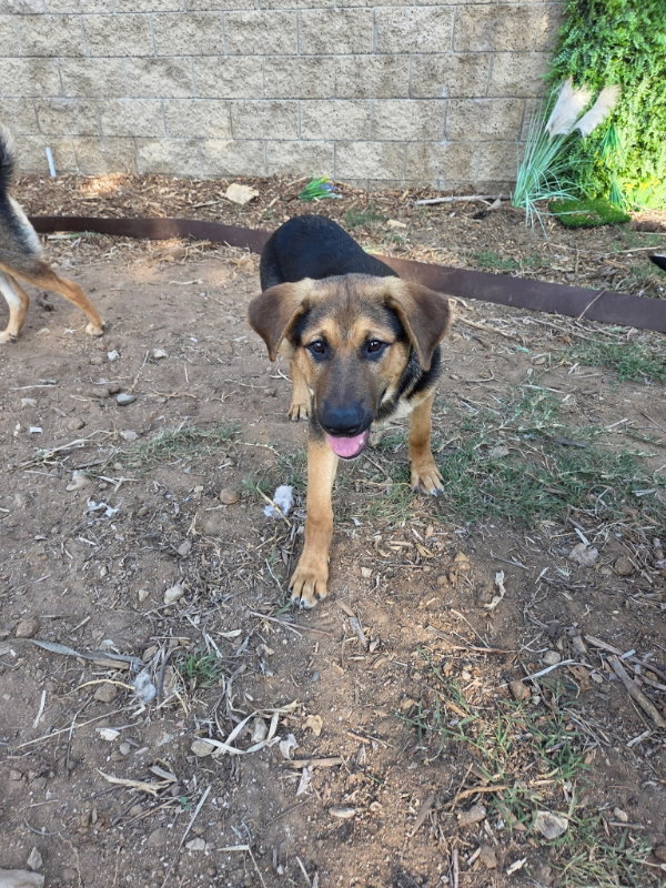 Dexter
