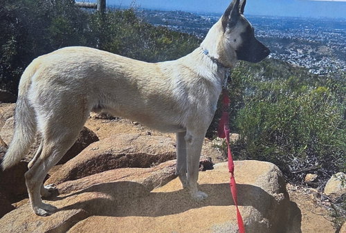picture of the dog needing adoption