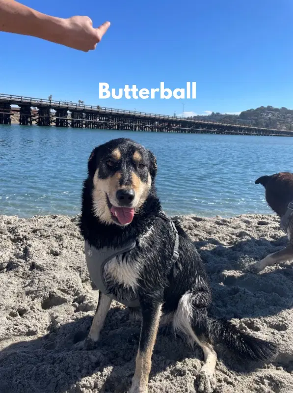 Butterball - Husky