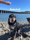 Butterball - Photo 1