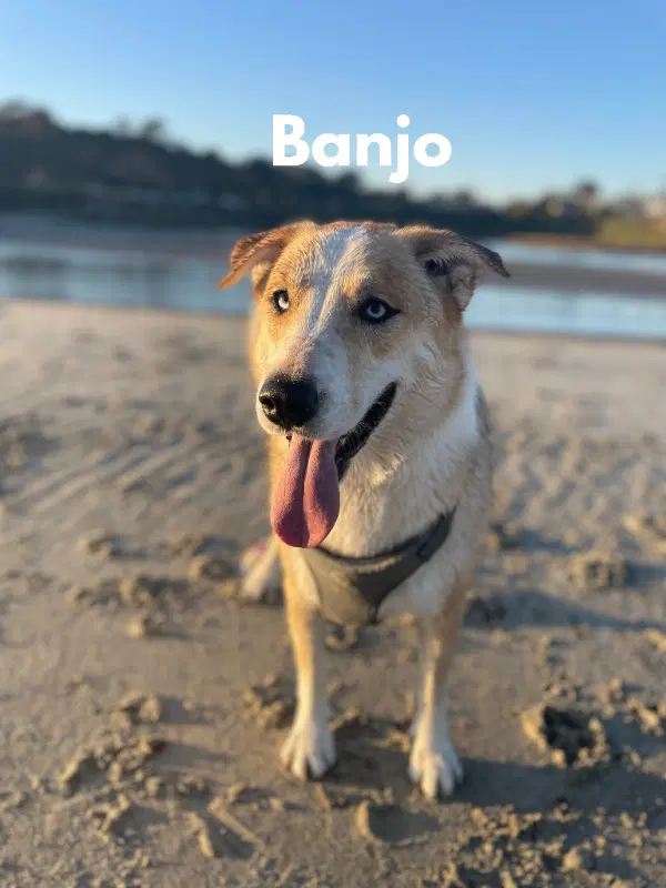 Banjo - Husky