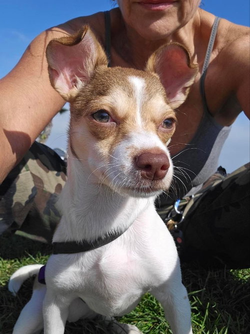 picture of the dog needing adoption