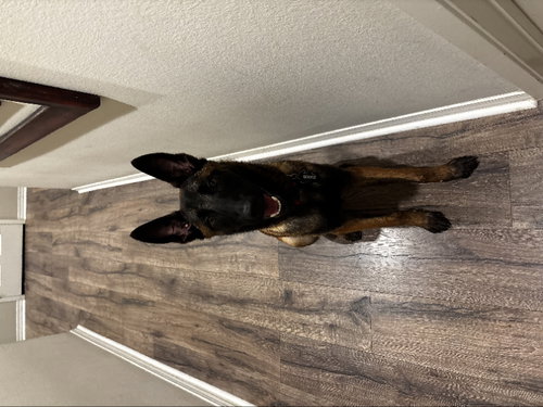 GOOSE - Belgian Shepherd Malinois available for adoption