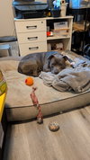 Dusty - Photo 2